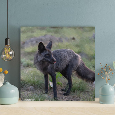 " A Black Fox On Grass "