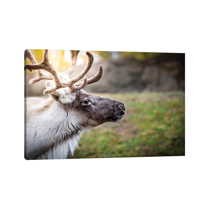 Woodland Caribou Sunny Portrait by Nik Rave - Wrapped Canvas Print, 152.5 cm H x 101.5 cm W