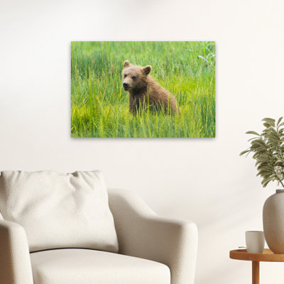 Ourson grizzly - Art animaux sauvages