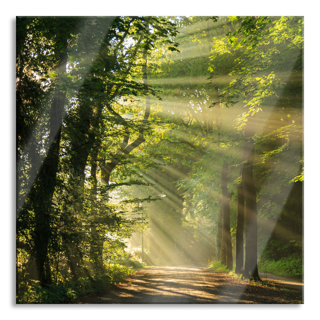 Glasbild Waldweg im Frühling