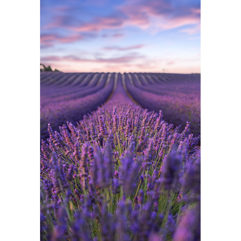 Lavender Field by Remedios - Wrapped Canvas Print, 46cm H x 30cm W