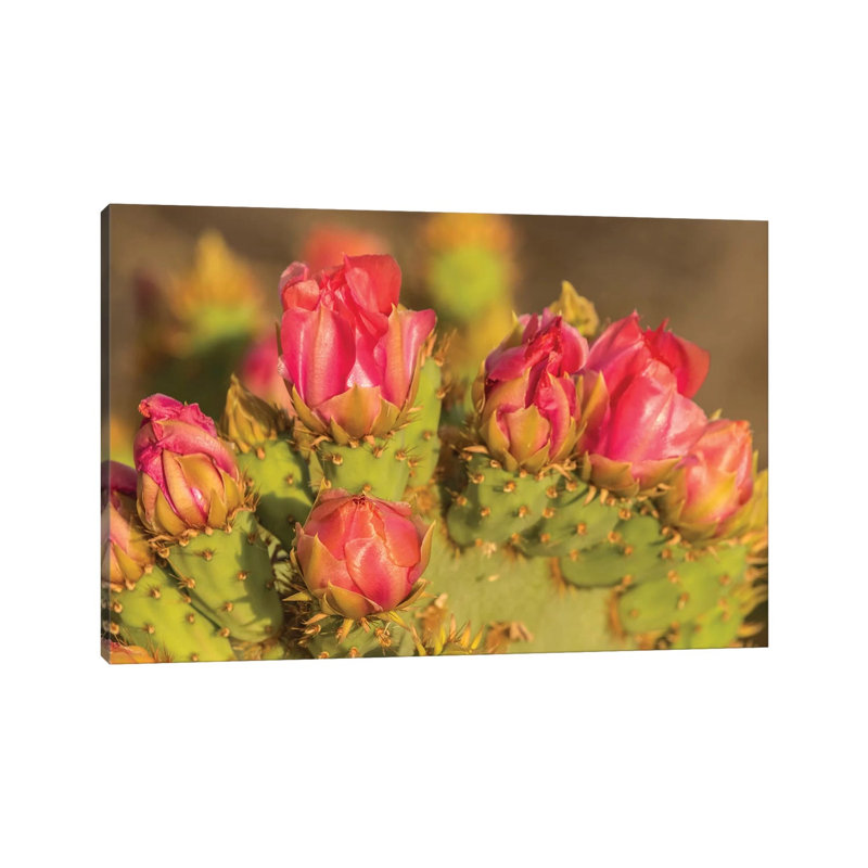 USA, Arizona, Sonoran Desert. Prickly Pear Cactus Blossoms. by Jaynes Gallery - Wrapped Canvas Gallery-Wrapped Canvas Giclée