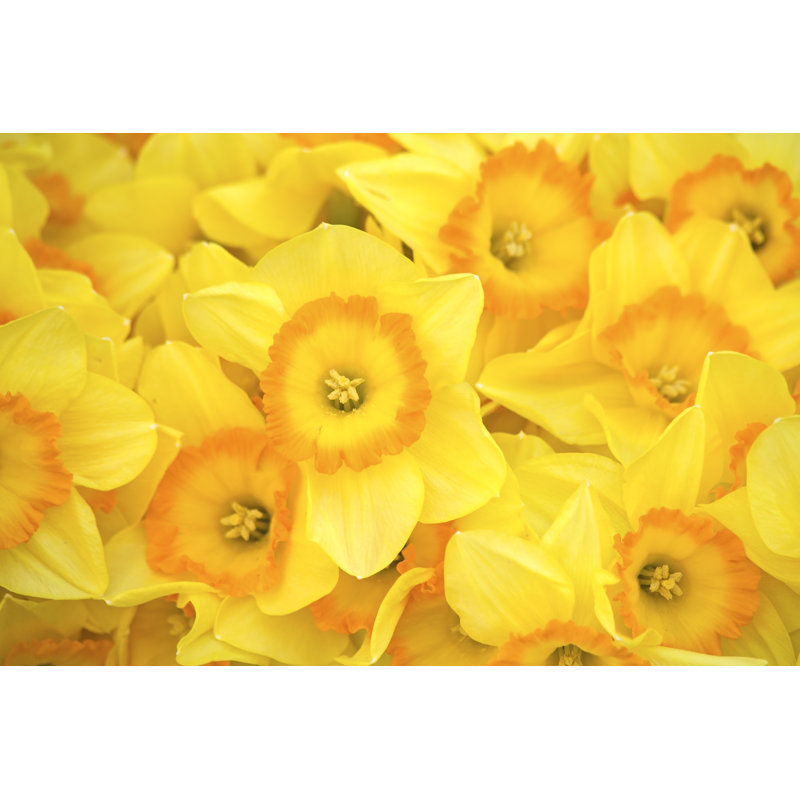 Yellow Narcissus - Wrapped Canvas Photograph, 61cm H x 91cm W
