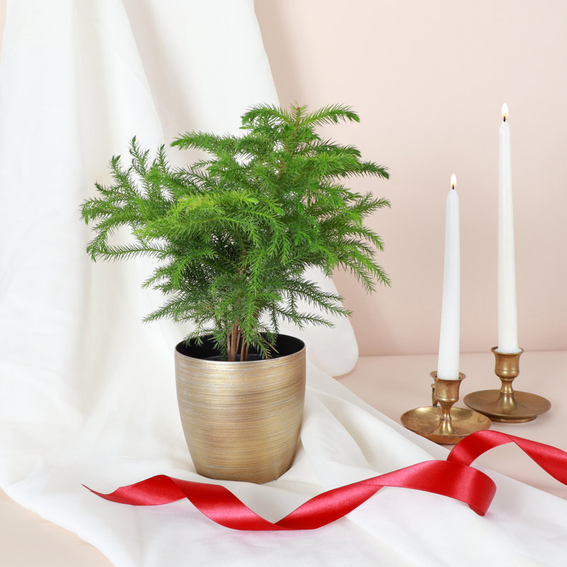 Live Norfolk Island Pine Plant In Classic Pot, Copper