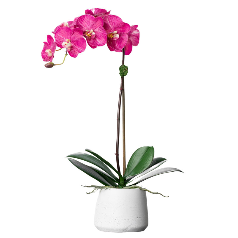 Orchid Floral Arrangements in Planter, White