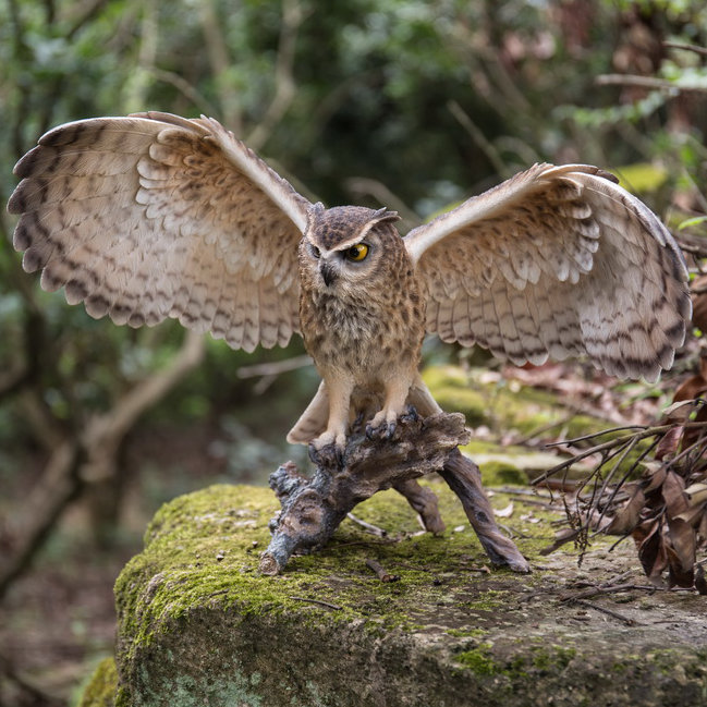 Eagle Owl on Branch with Open Wings Statue Hi-Line Gift Ltd.