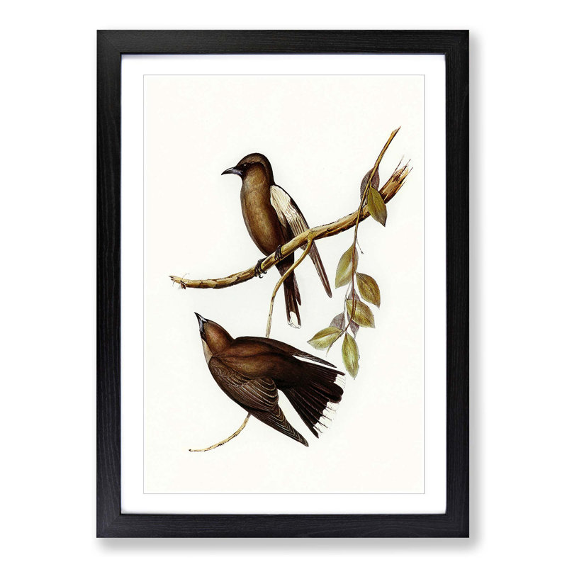 Grey-Breasted Wood swallows by Elizabeth Gould - Picture Frame Painting Print, Black Framed, 36cm H x 27cm W x 2cm D