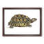 Tortoise by George Shaw - Framed Print-55642129-55642127