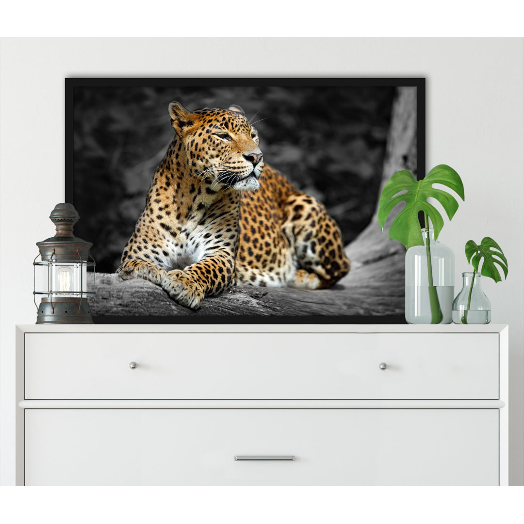 Gerahmtes Foto "Schöner Leopard in der Natur"