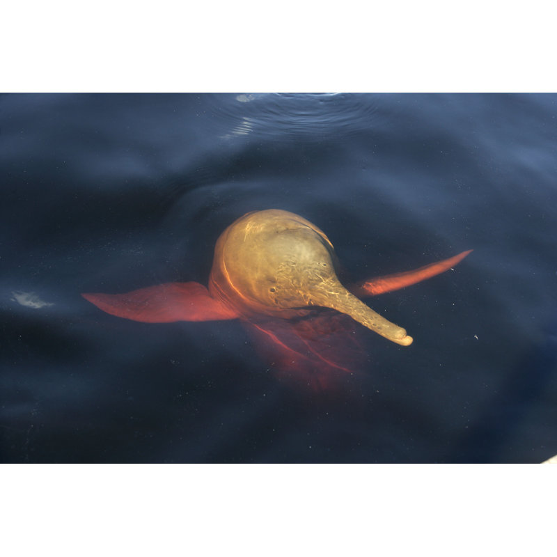 Ephrat " Pink Dolphin " by Mikelane45, 20" H x 30" W  
