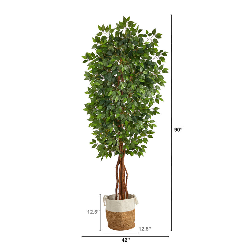 Ficus 90 po dans un panier en coton