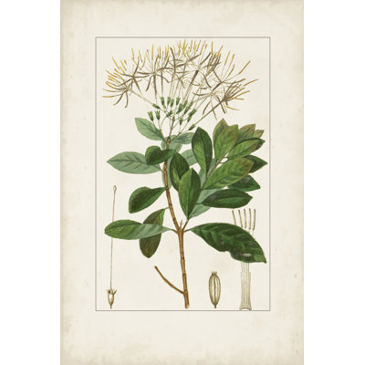Antique Turpin Botanical II
