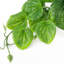 35cm Faux Plant in Pot Liner-101685179