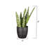 Live Zeylancia Snake Plant in Classic Pot-49662178
