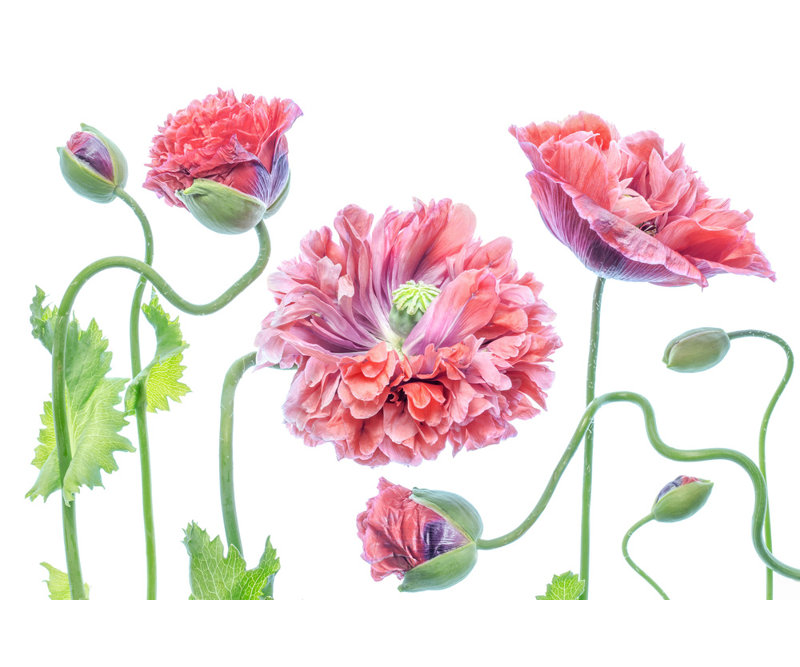 Wrapped Canvas Print, 50.8 cm H x 76.2 cm W