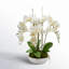 Orchid Arrangement in Ceramic Planter