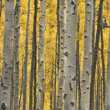 Aspen Trees III Print by Jamie Cook
