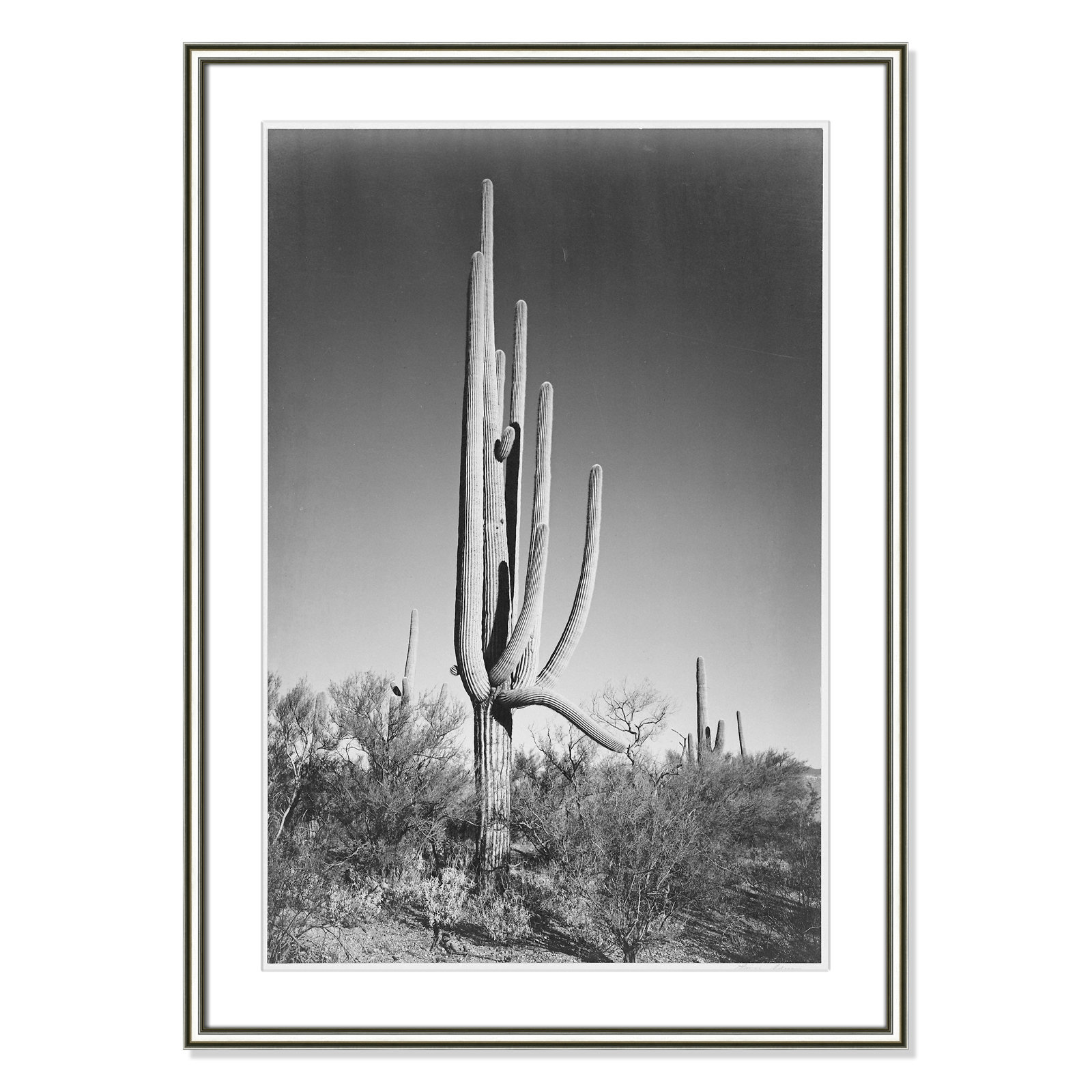 Cactus In Saguaro National Monument In Arizona by Ansel Adams, Silver, 36.75" H x 26.75" W x 0.88" D