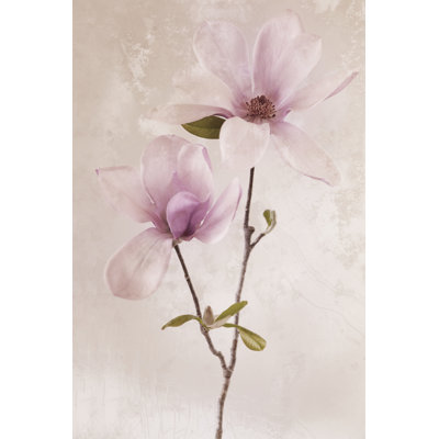 Tulip Blush II by Christine Zalewski - Wrapped Canvas Art Prints