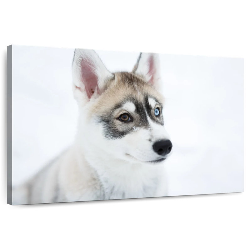 Brampt Glaring Husky, 34" H x 51" W
