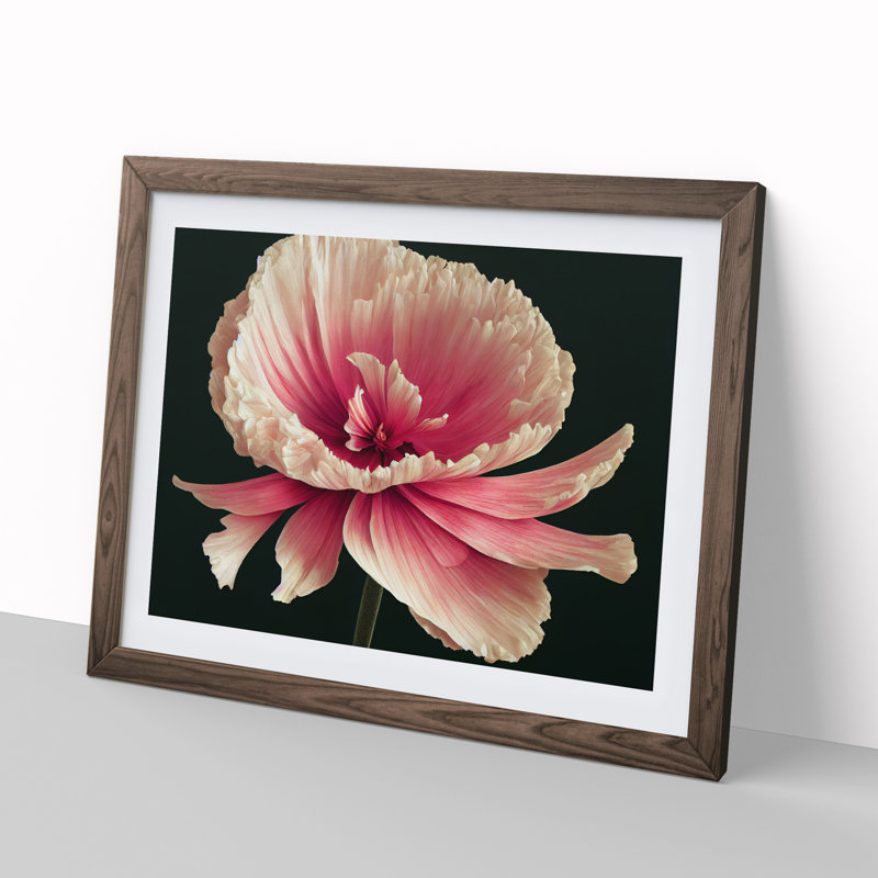 XH1022-7282X Radiant Carnation Flower - Single Picture Frame Print, 34cm H x 46cm W x 2cm D, Walnut Framed