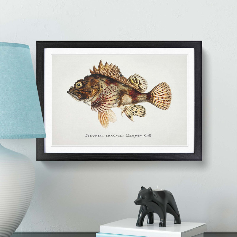 Illustration of a Scorpion Fish by F.E. Clarke - Picture Frame Graphic Art Print on MDF, 48cm H x 65cm W x 2cm D