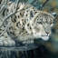 «White Tiger», impression sur toile-29480015-73581556-73581551