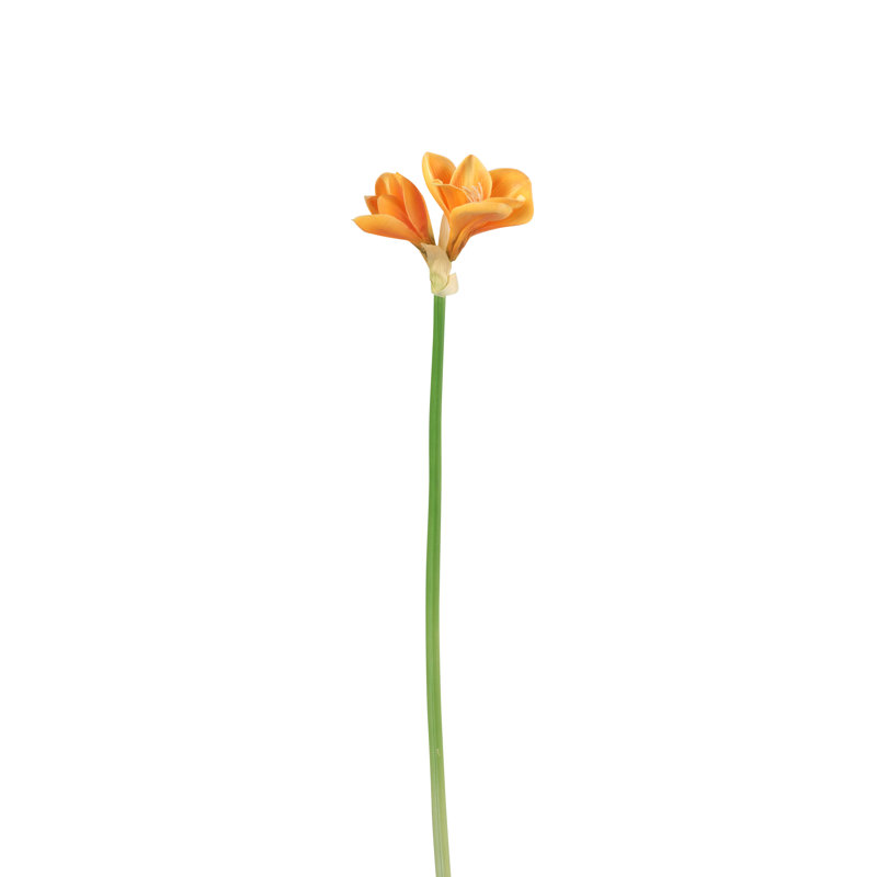 Amaryllis Arrangement, Yellow