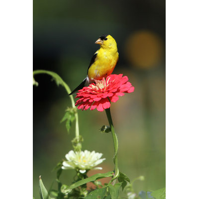 Chardonneret sur Zinnia par Cjmckendry