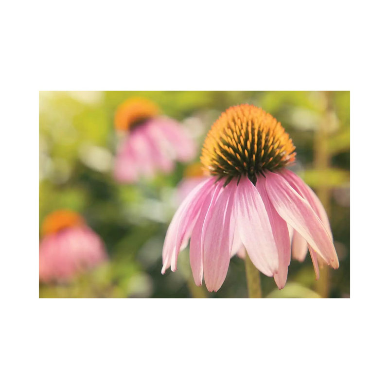 Echinacea Study I by Jason Johnson - Wrapped Canvas Print, 20.32 cm H x 30.48 cm W