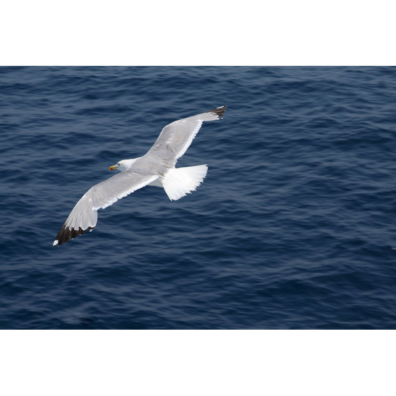 Seagull  in wide winged, 51cm H x 76cm W