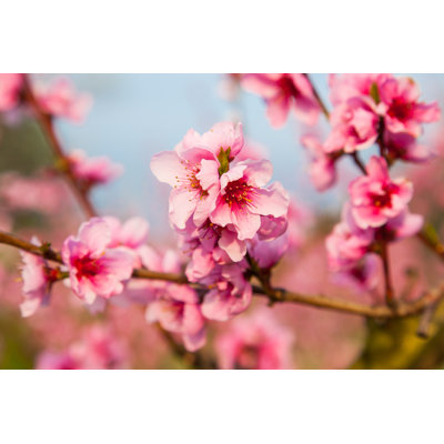 " Peach Flowers "