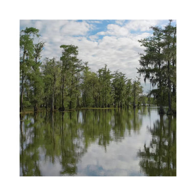 Bald Cypress Swamp, Cypress Island, Lake Martin, Louisiana by Tim Fitzharris - Wrapped Canvas Print