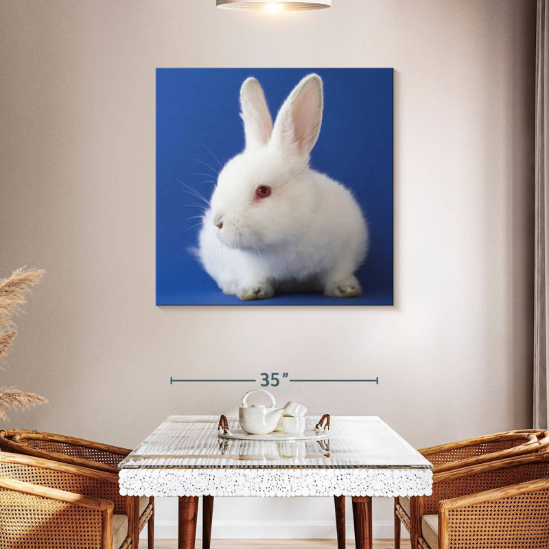 Brampt, lapin blanc sur fond bleu
