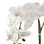 Arrangement floral orchidée en pot