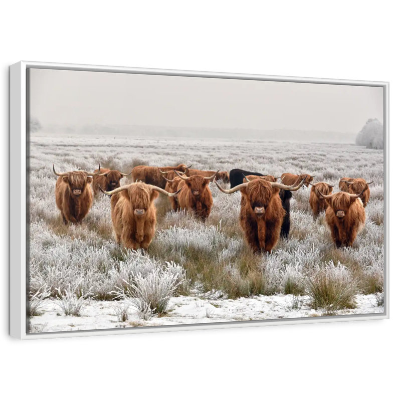 Winter Highland Cows, Cadre flottant blanc, 25 po x 17 po