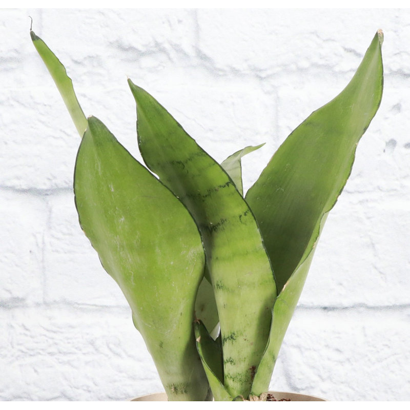 Snake Plant (Sansevieria) Plant in Nursery Pot, Brown