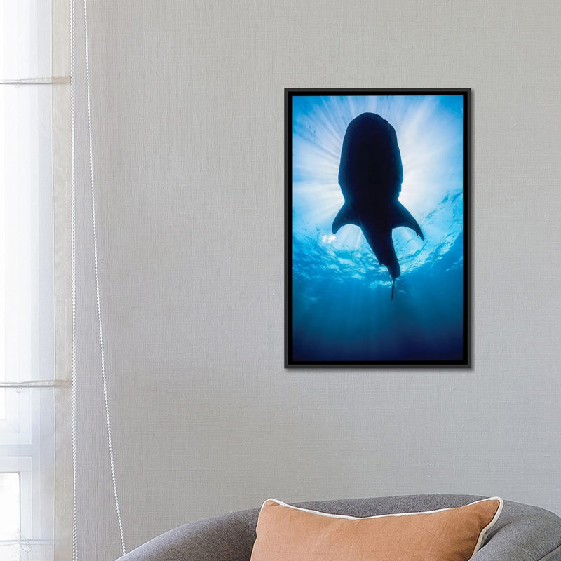 " Whale Shark In Isla Mujeres, Mexico II " by Jennifer Idol, 26" H x 18" W x 1.5" D, Black Framed Canvas, No Mat