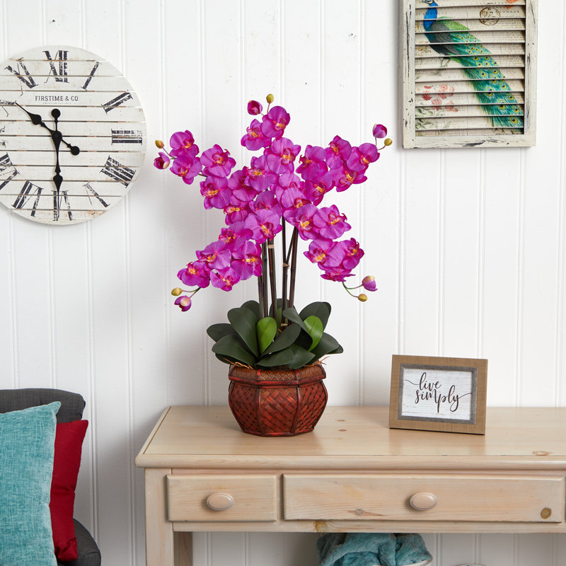 Orchidées phalaenopsis dans un vase, Orchidée