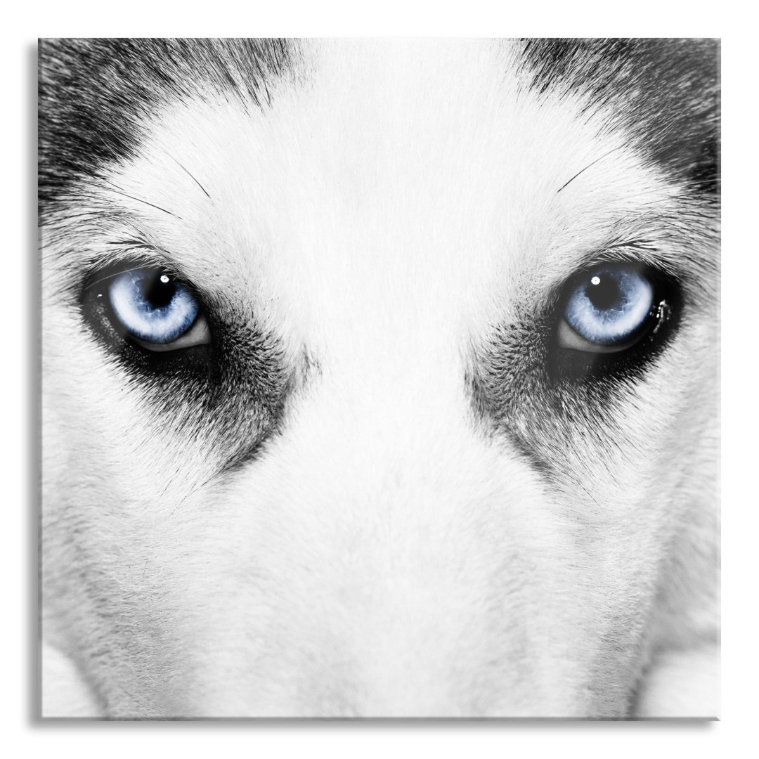 Ungerahmtes Foto auf Glas "Husky mit eisblauen Augen"