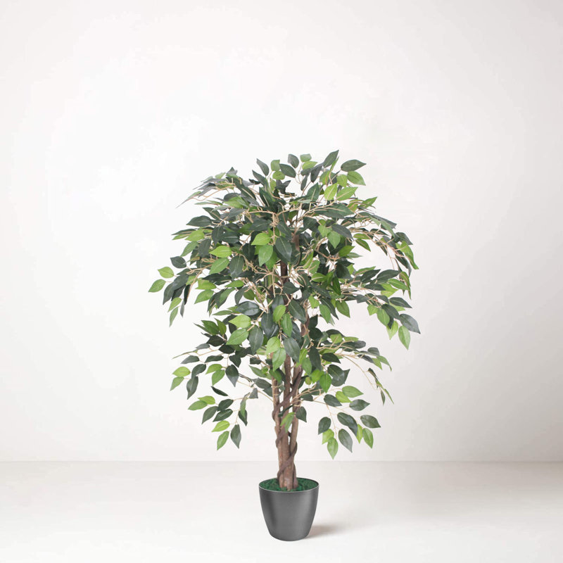 Tradala 90cm Ficus Tree in Planter