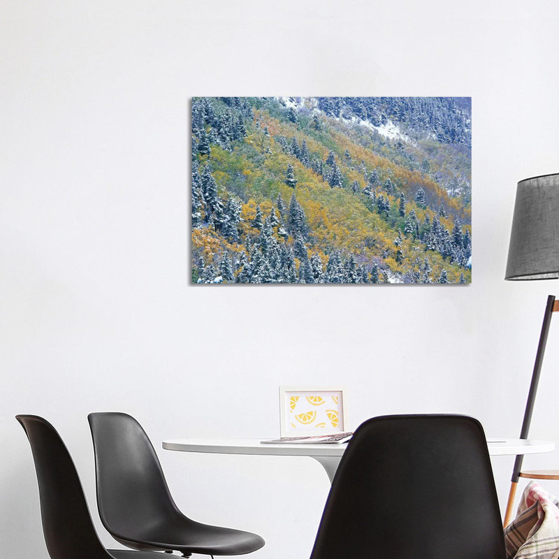 Aspen And Spruce Trees Dusted With Snow, Rocky Mountain National Park, Colorado by Tim Fitzharris - Wrapped Canvas Print