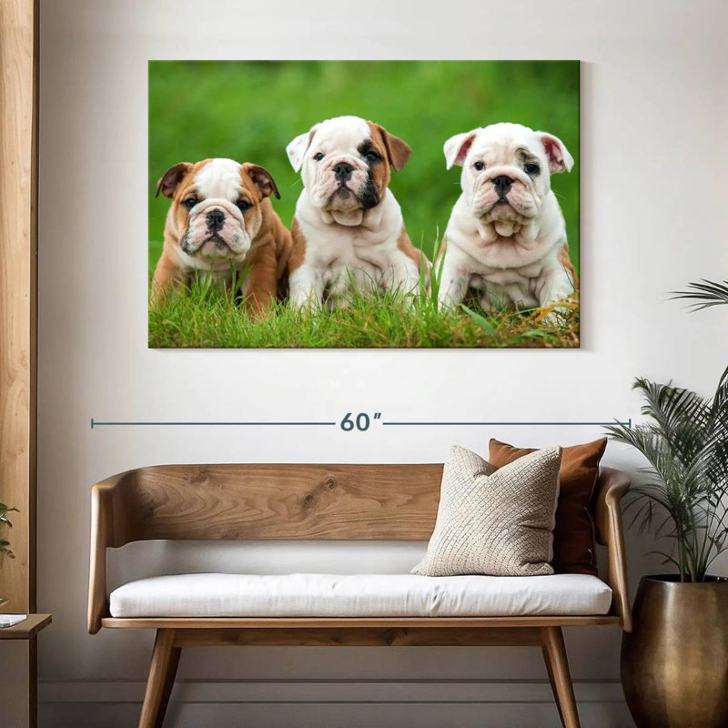 Chiots bouledogue anglais