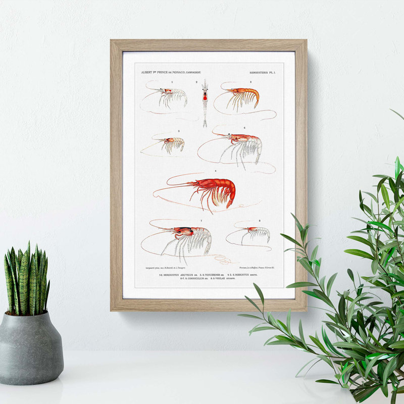 Selection of Shrimp by Albert I - Picture Frame Painting Print, 36cm H x 27cm W x 2cm D, Oak Framed