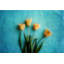 Yellow Tulips by Sylvia Cook - Wrapped Canvas Print-684670048