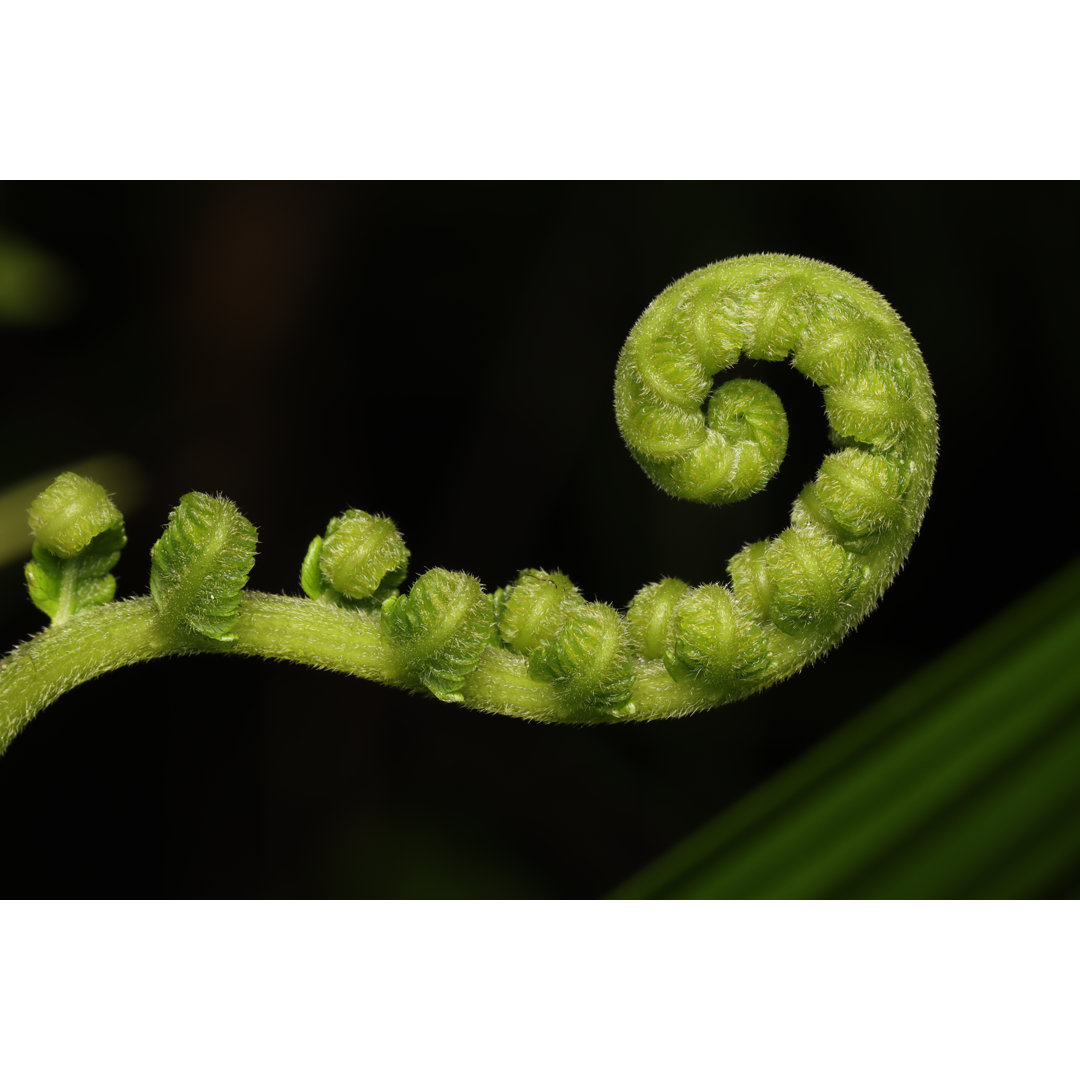 Close Up Photo Of Fern Fiddlehead von Reza Saputra - Leinwanddrucke