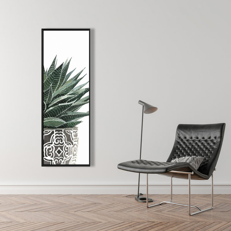 " Zebra Plant Succulent "