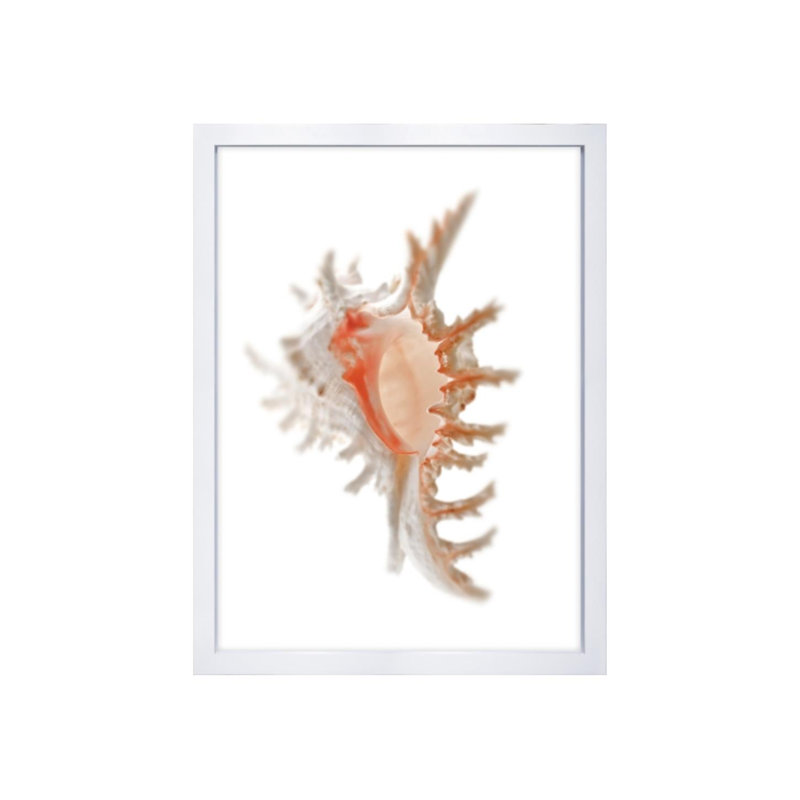 Sea Shell In White I Print by Sofia Fox, Glass Coat, 40" H x 30" W x 1.5" D
