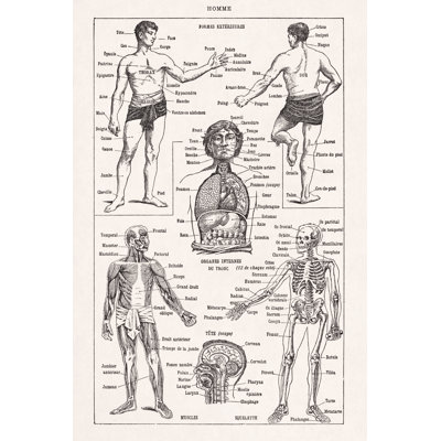 Illustration About Human Anatomy by Gwengoat - Wrapped Canvas Print