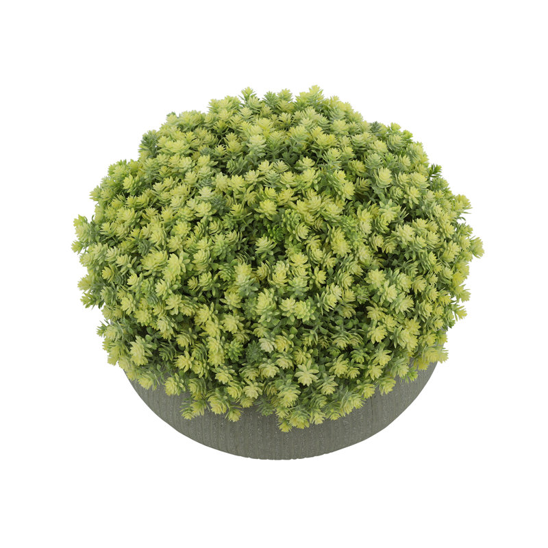 Composition de Sedum dans un pot en fibre de pierre, H 10 po x l 15 po x P 15 po